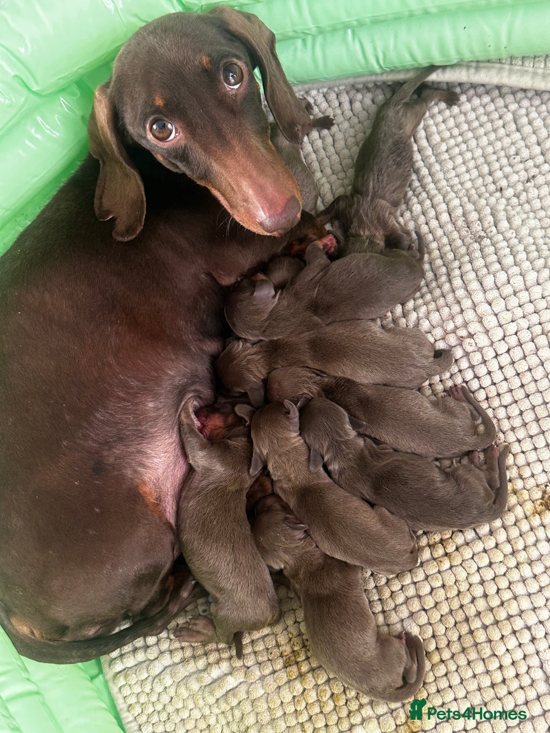 Miniature Dachshund dogs for sale: Beautiful chocolate and tan miniature dachshund  - Image 17