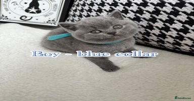 British Shorthair cats - Advert 14