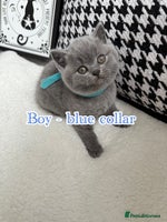 British Shorthair cats - Advert 16