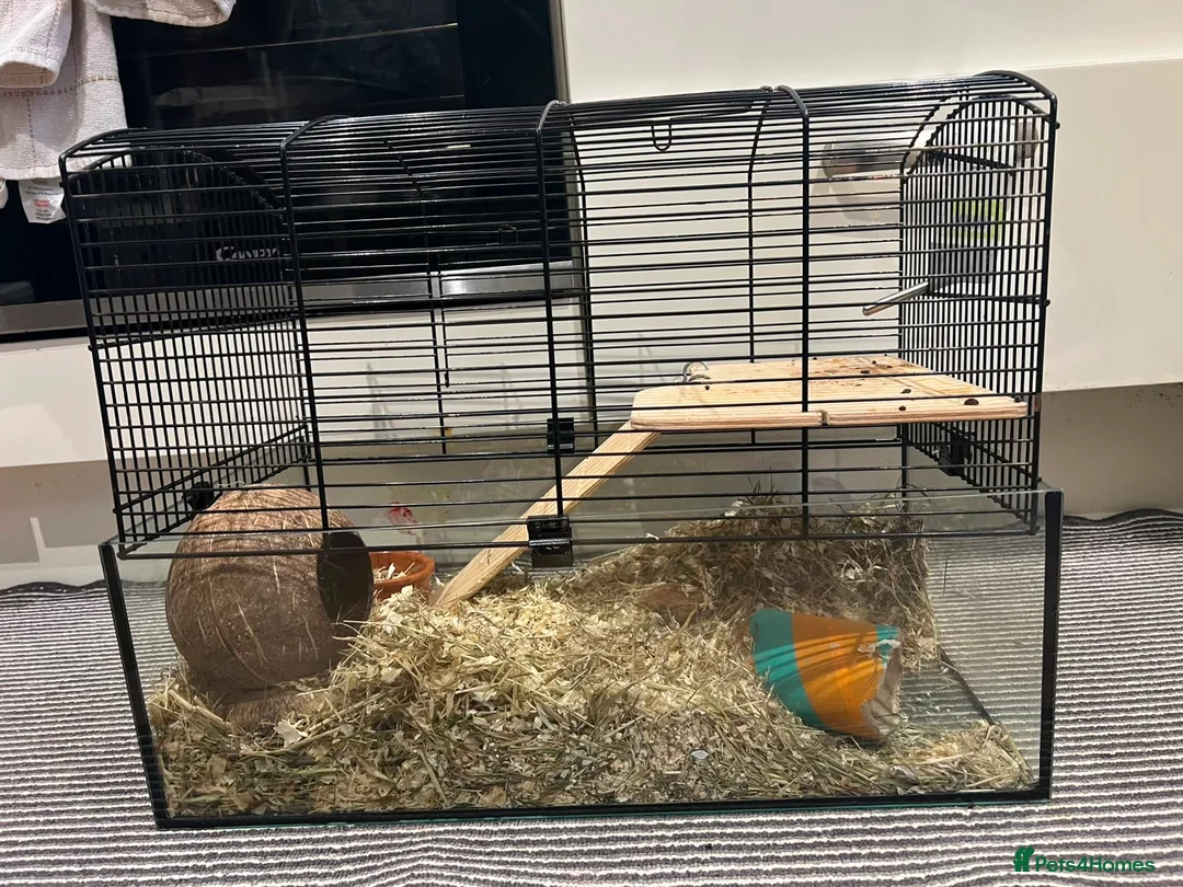 Gerbil rodents for sale: Two Beautiful Female Gerbils + Full Setup Included in Westerham - Advert 8