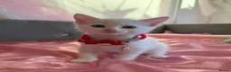 Mixed Breed cats for sale: 5 KITTENS LOOKING FOR THEIR FOREVER HOMES 🐾 - Advert 7