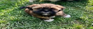 Lhasa Apso Puppy 3