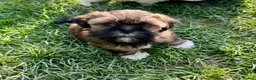 Lhasa Apso dogs for sale: Lhasa apso puppies  - Advert 15