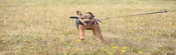 Lakeland Terrier dogs for sale: Beautiful Lakeland Bitch - Advert 6