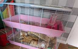 Guinea Pig rodents for sale: 2 Female guinea pigs for rehoming - Image 2