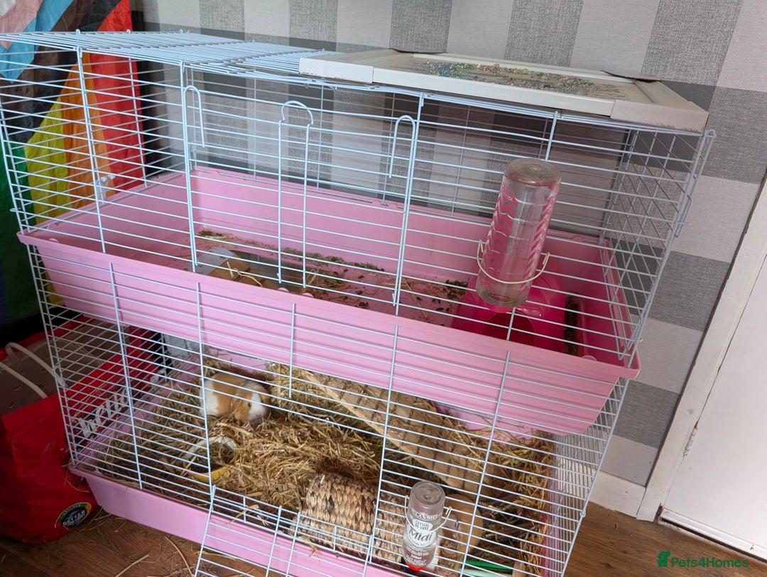 Guinea Pig rodents for sale: 2 Female guinea pigs for rehoming - Image 2