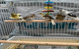 Canaries birds for sale: canarie birds  - Advert 3