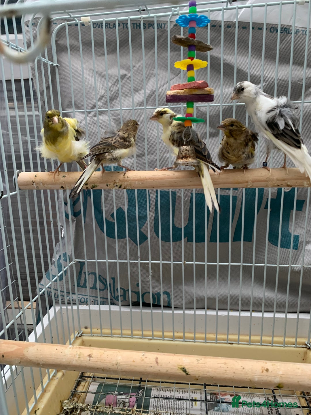 Canaries birds for sale: canarie birds  - Advert 3