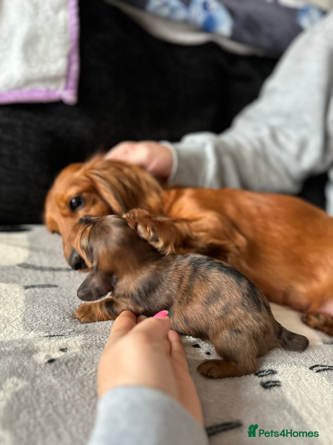 Miniature Dachshund dogs for sale: Miniature Dachounds  - Advert 14