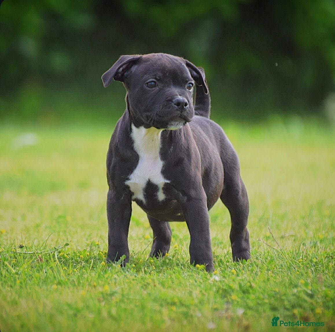 Staffordshire Bull Terrier dogs 24 years experience, 5⭐️rated licensed registered. - Advert 1