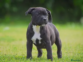 Staffordshire Bull Terrier dogs 24 years experience, 5⭐️rated licensed registered. - Advert 1