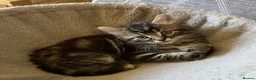 British Shorthair cats for sale: 4 stunning kittens - Advert 10