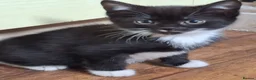 Mixed Breed cats for sale: Kittens - Advert 4