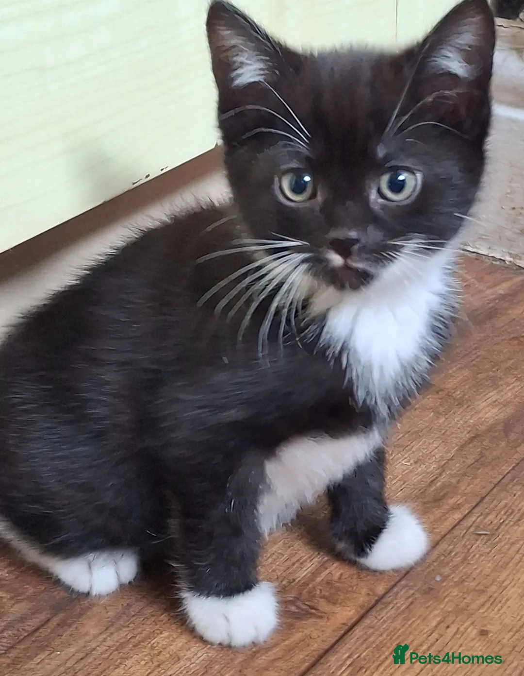 Mixed Breed cats for sale: Kittens - Advert 4