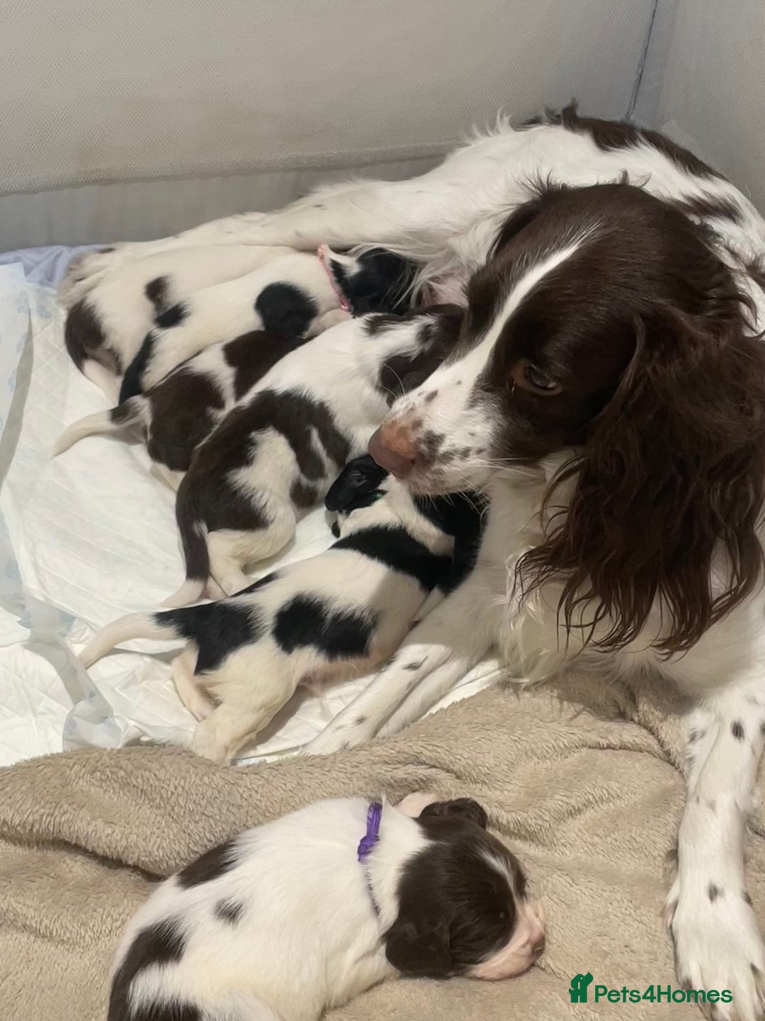 English Springer Spaniel dogs for sale: English Springer Spaniel Pups.  - Advert 1