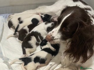 English Springer Spaniel dogs English Springer Spaniel Pups. - Advert 2