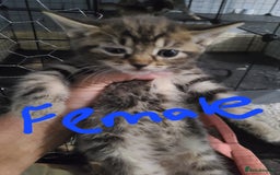 Ragdoll cats for sale: Kittens for sale - Image 30