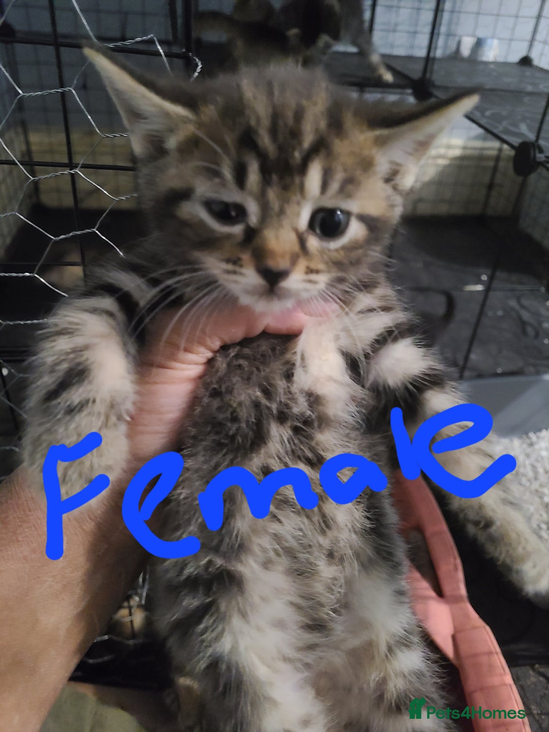 Ragdoll cats for sale: Kittens for sale - Image 30