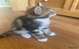 British Longhair cats for sale: 4 Beautiful tabby kittens - Image 5