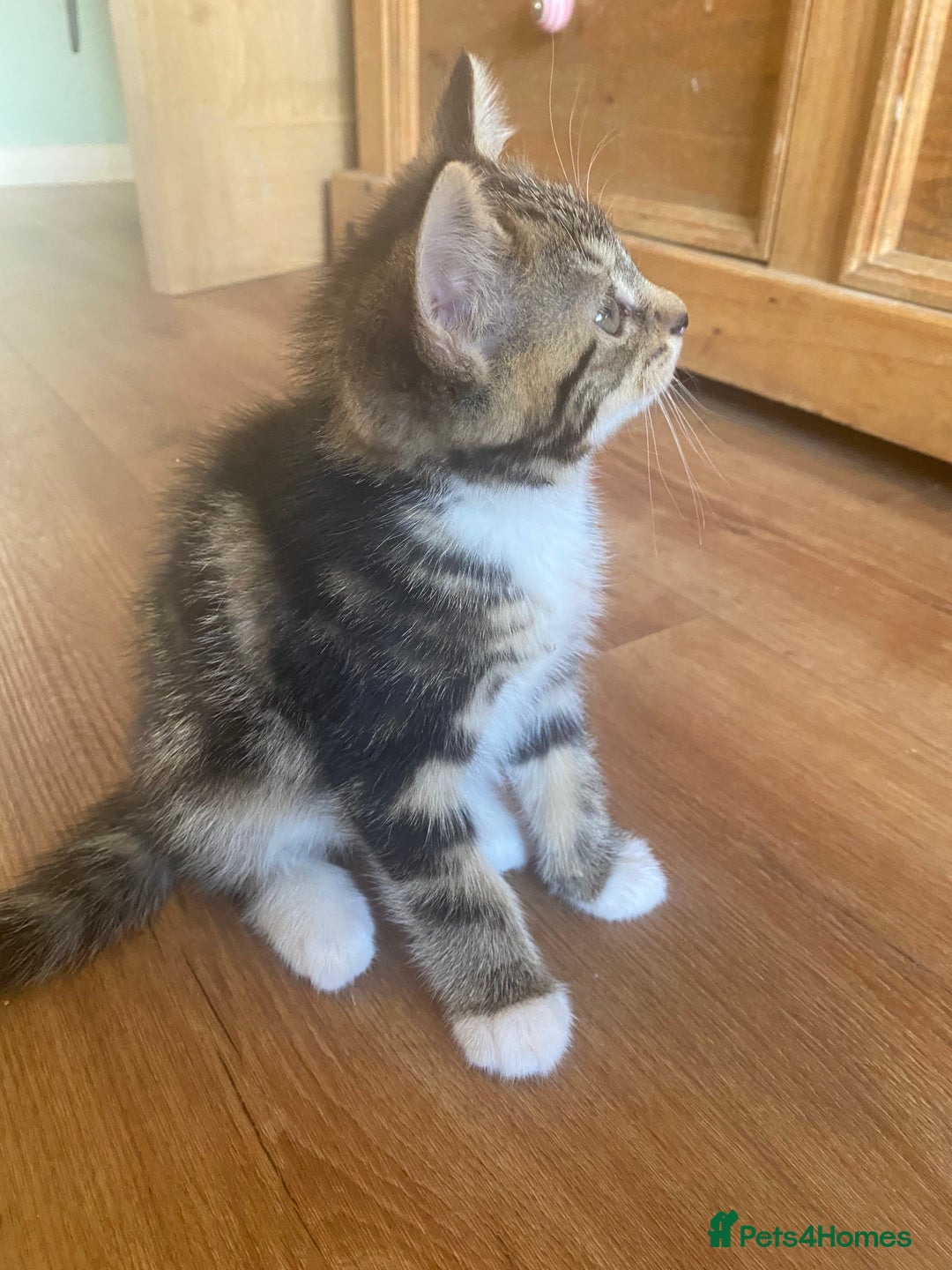 British Longhair cats for sale: 4 Beautiful tabby kittens - Image 5