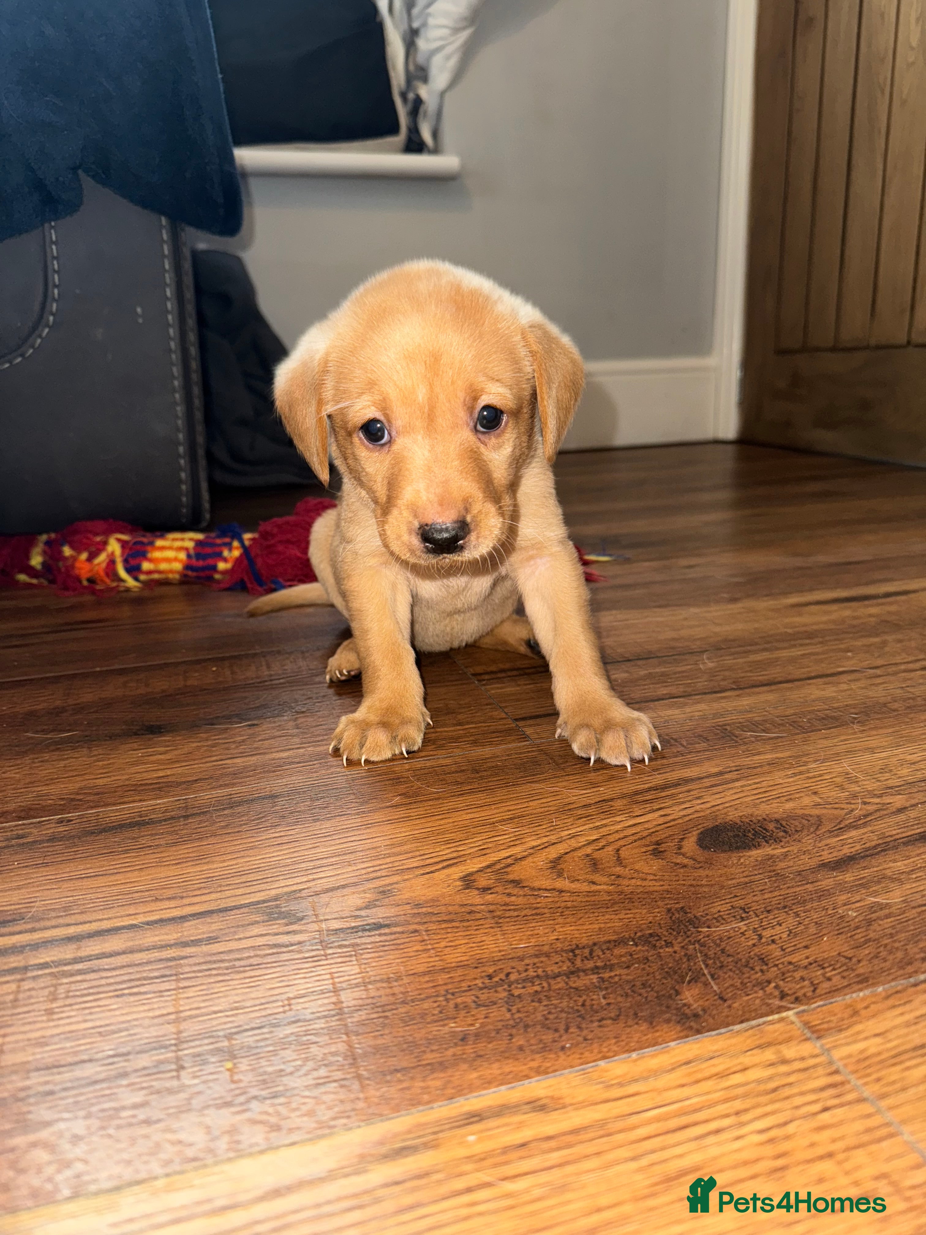 Labrador Retriever dogs Fox Red Labrador - Advert 2