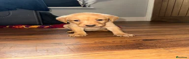 Labrador Retriever Puppy 8