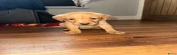 Labrador Retriever dogs for sale: Fox Red Labrador - Advert 24
