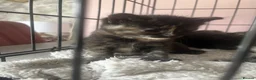Mixed Breed cats for sale: 6 kittens mixed litter - Advert 10