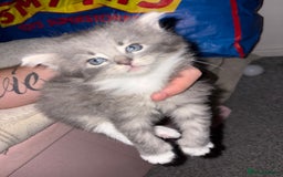 Siberian cats for sale: 🩷 Siberian x British shorthair kittens 🐱  - Image 5