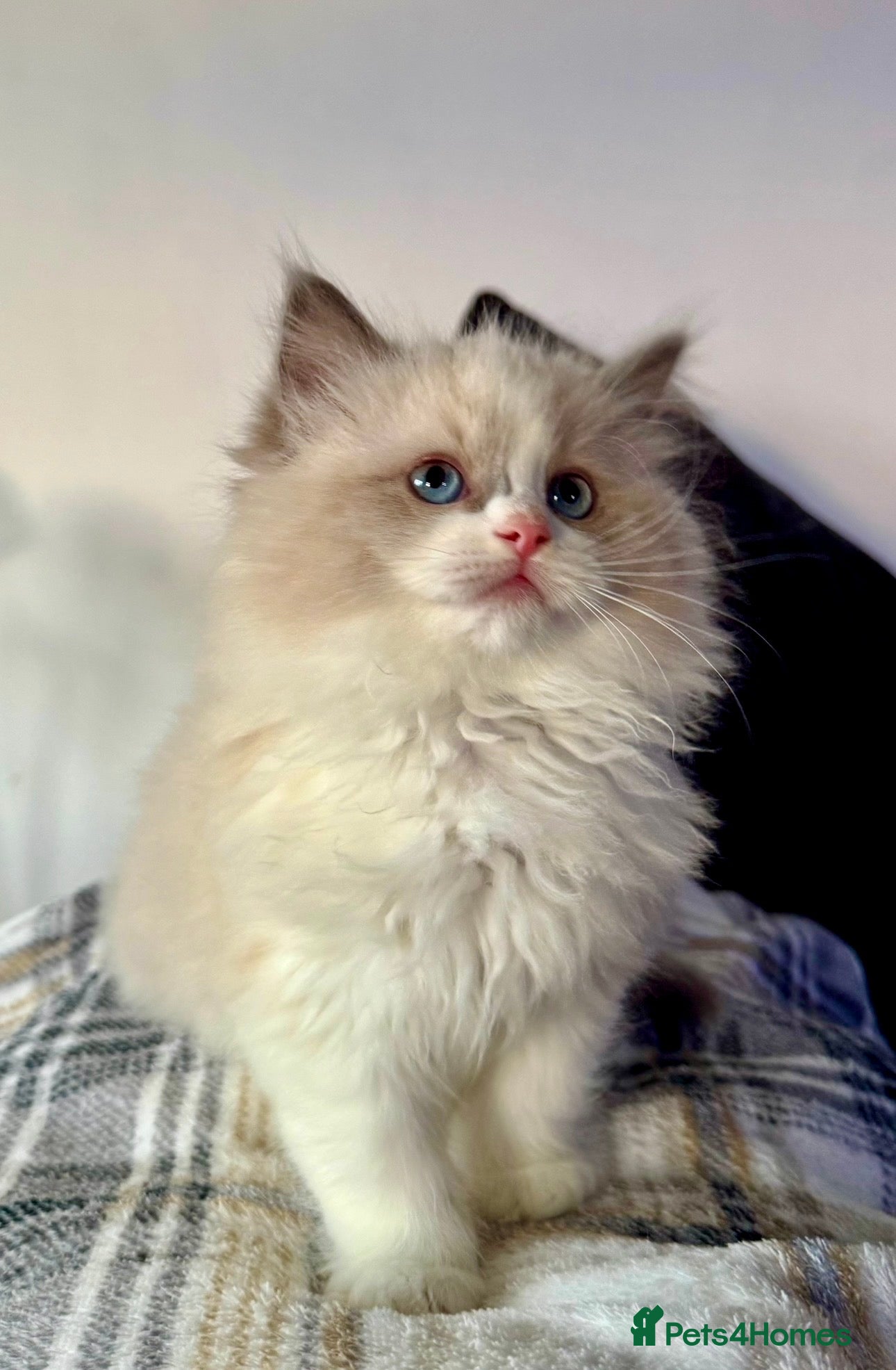 Ragdoll cats A stunning blue bicolour boy!!  - Advert 1