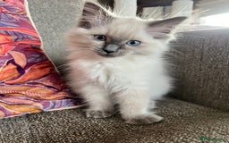 Ragdoll cats for sale: Ragdoll kittens in Birchington - Image 14