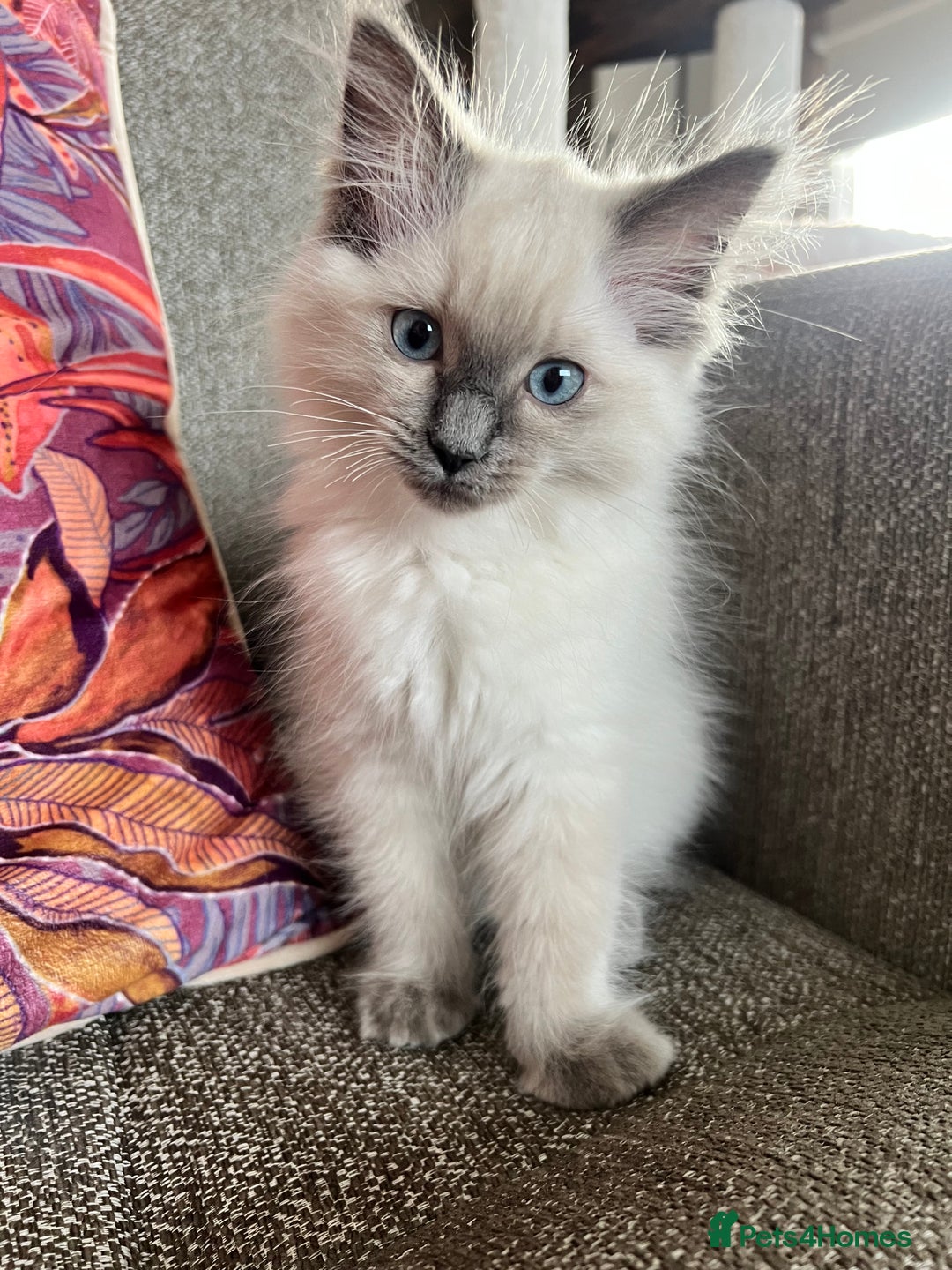 Ragdoll cats for sale: Ragdoll kittens in Birchington - Image 14