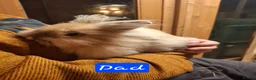 Lionhead rabbits for sale: Purebred Lionheads for sale - Advert 11