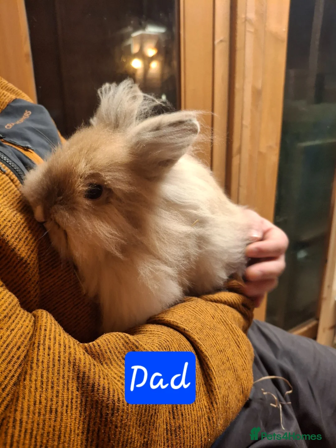 Lionhead rabbits for sale: Purebred Lionheads for sale - Advert 11