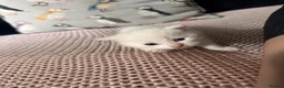 Mixed Breed cats for sale: Pick me, I’m ready for my forever home 💗💗💙 in London - Advert 10
