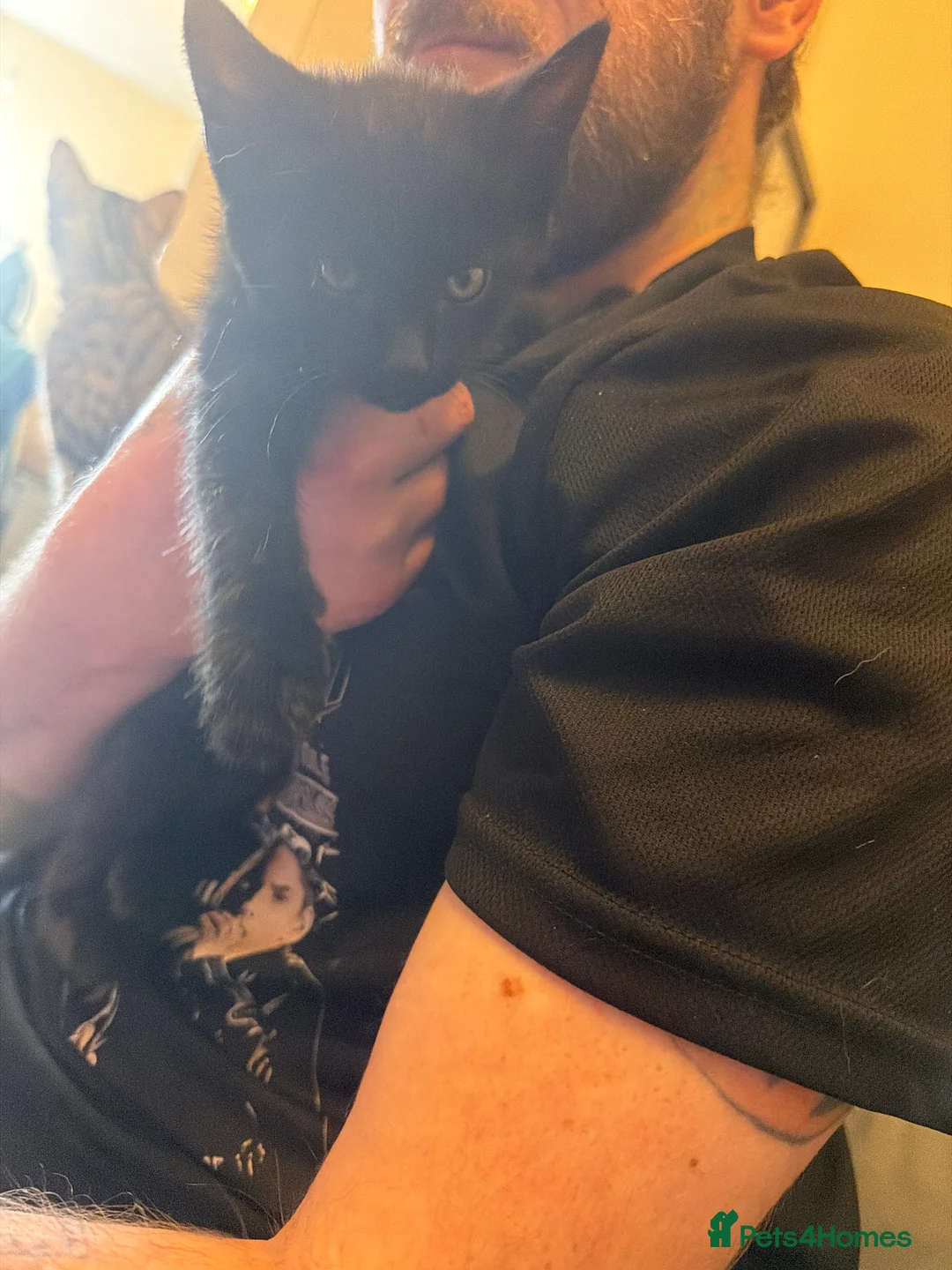 Mixed Breed cats for sale: Savannah mixed kittens in Stoke-on-Trent - Advert 2