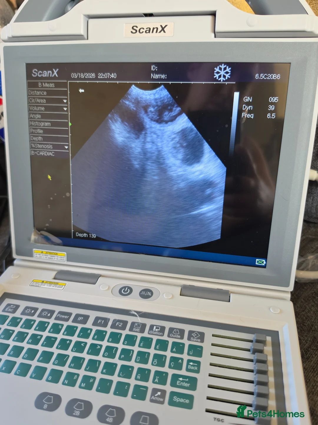 German Shepherd dogs for sale: Upcoming litter - due 19/04/26 - Advert 2