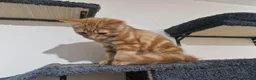 Mixed Breed cats for sale: Two Kittens Available - Advert 2