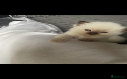 Ragdoll cats for sale: Ragdoll kittens - Image 13