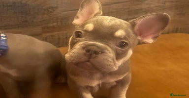 French Bulldog dogs READY FROM THIS WEEKEND! - Isabella’s & Lilacs - Advert 2