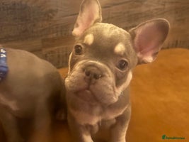 French Bulldog dogs READY FROM THIS WEEKEND! - Isabella’s & Lilacs - Advert 2