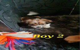 Mixed Breed dogs for sale: Yorkie cross tibetan spaniel  - Image 8