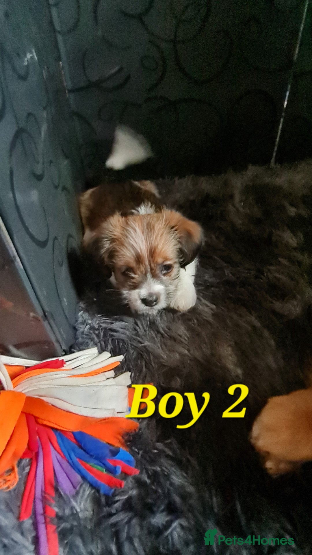 Mixed Breed dogs for sale: Yorkie cross tibetan spaniel  - Image 8
