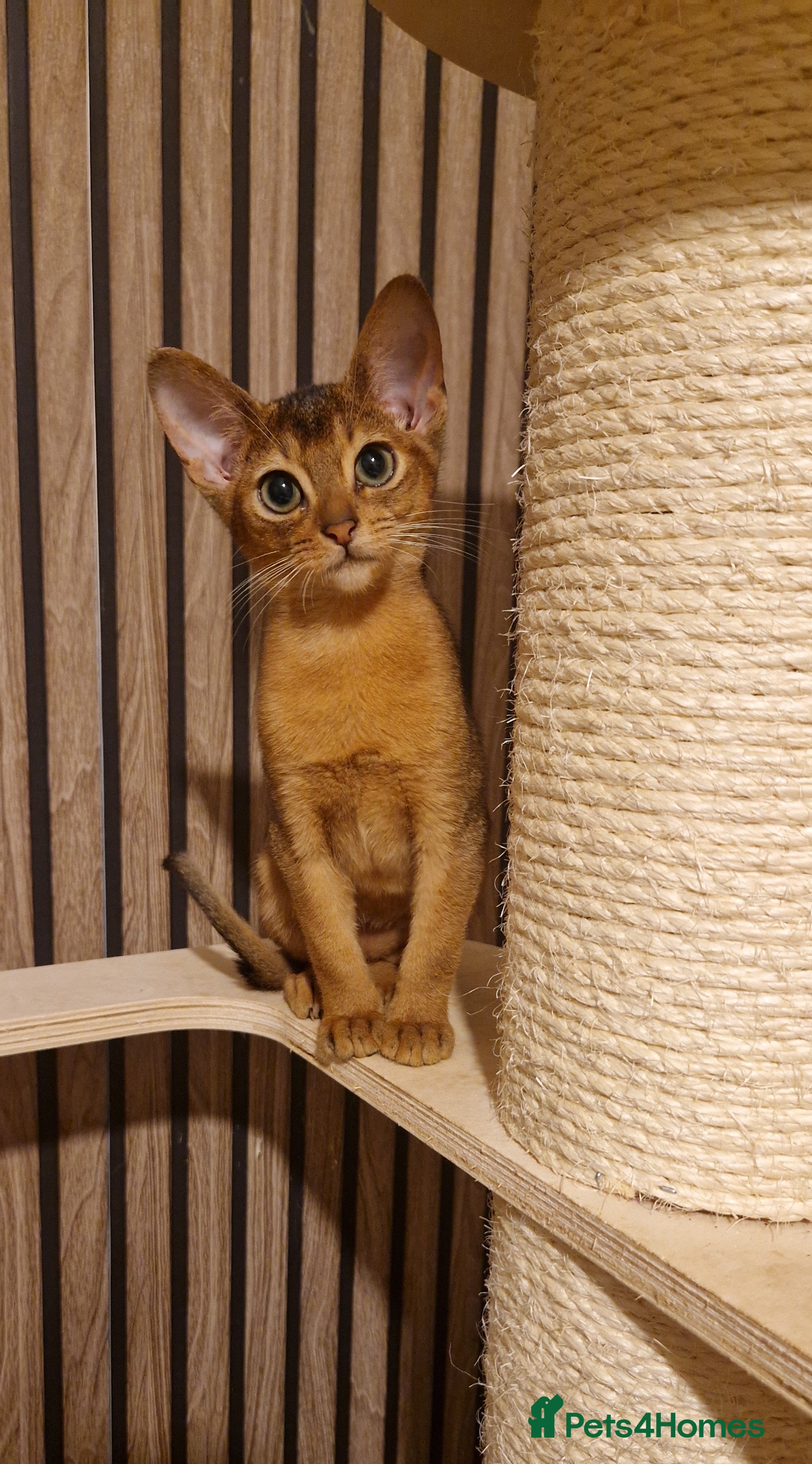 Abyssinian cats Pure Abyssian kittens ❤️ - Advert 4