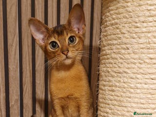 Abyssinian cats Pure Abyssian kittens ❤️ - Advert 15