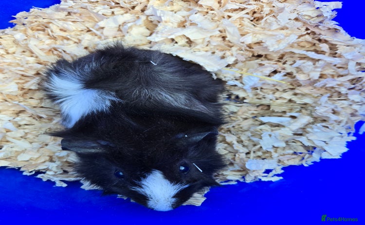 Guinea Pig rodents - Advert 13