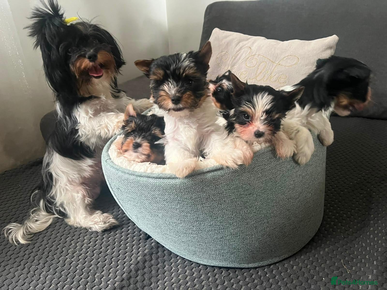 Biewer Terrier dogs Roxy tiny  **  Yorkshire terrier biewer  - Advert 7