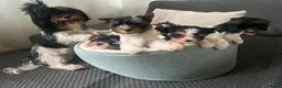 Biewer Terrier dogs for sale: Roxy tiny  **  Yorkshire terrier biewer  in Manchester - Advert 1