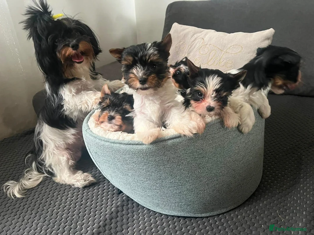 Biewer Terrier dogs for sale: Roxy tiny  **  Yorkshire terrier biewer  in Manchester - Advert 1