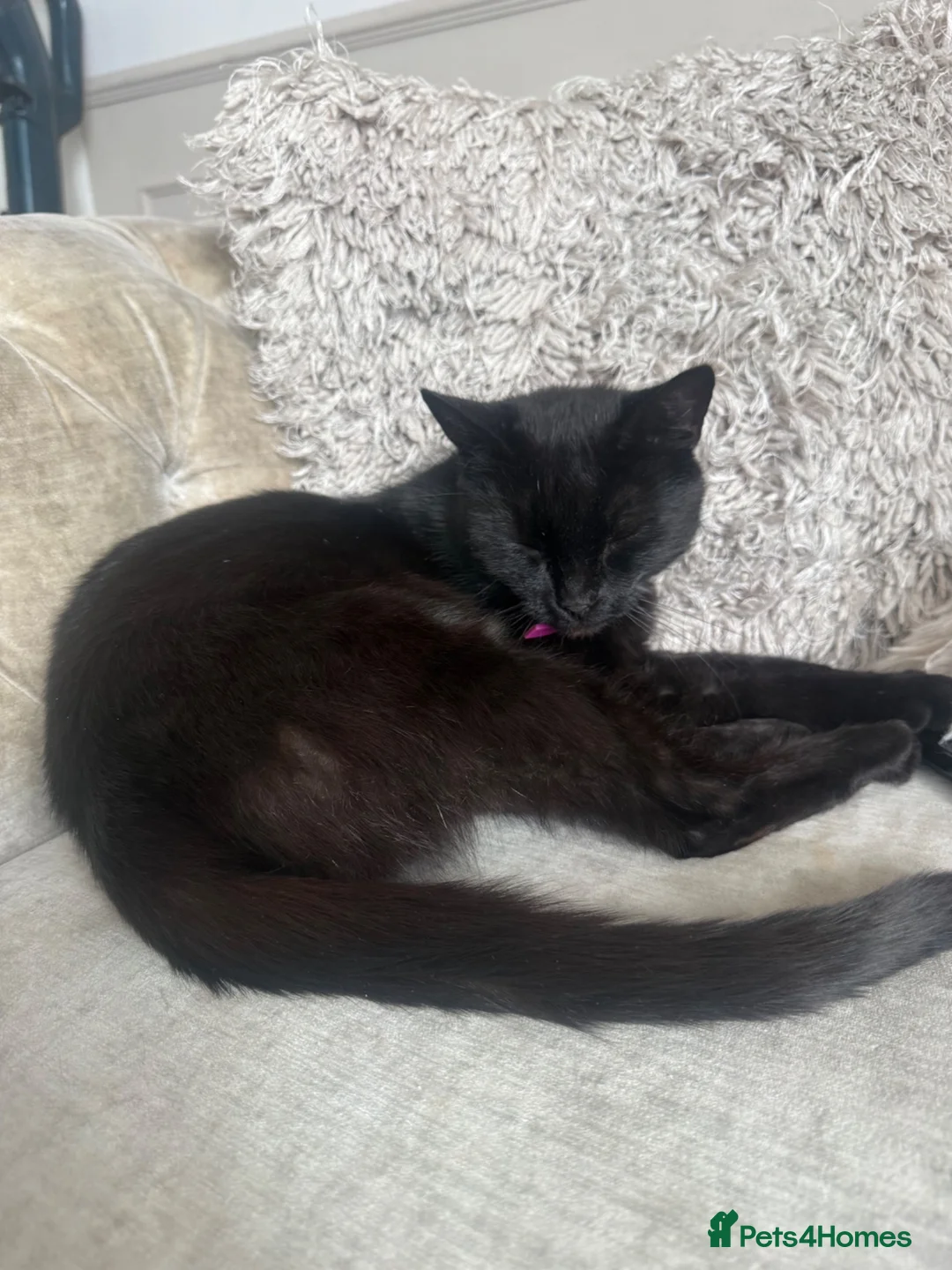 Mixed Breed cats for sale: 2 adult cats  - Advert 5